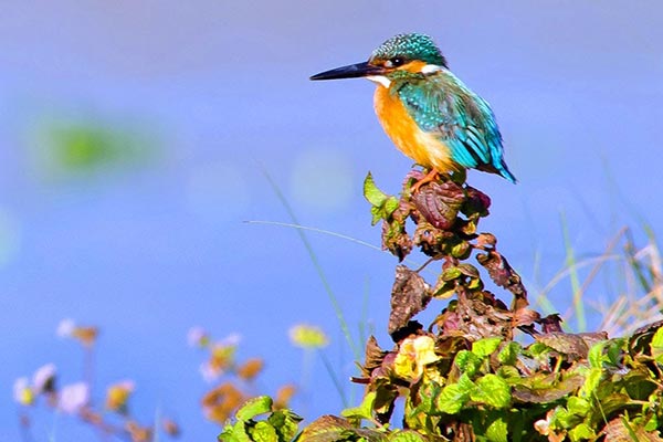Dandeli resorts booking