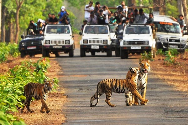 Dandeli packages
